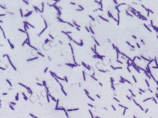 Bacillus velezensis