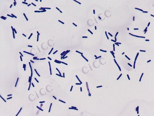 Bacillus fusiformis