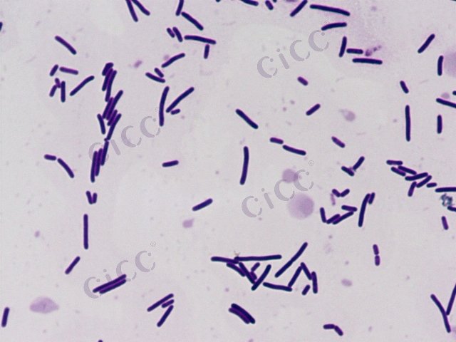 Lysinibacillus macroides