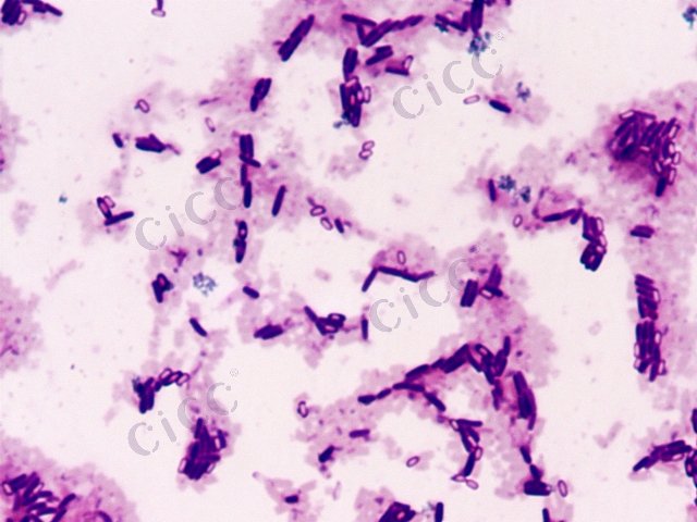 Bacillus subtilis