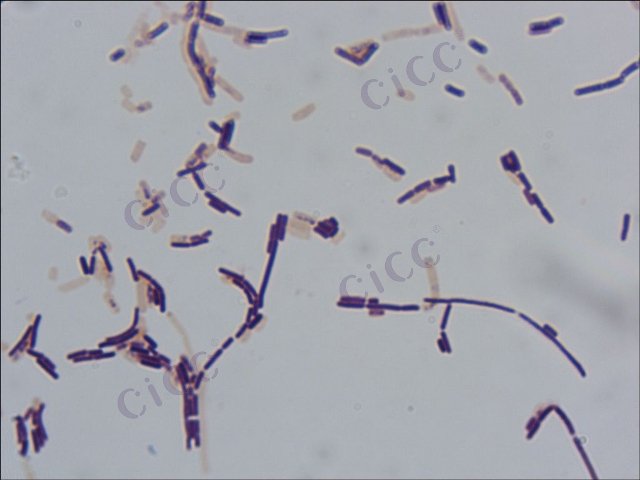 Bacillus subtilis