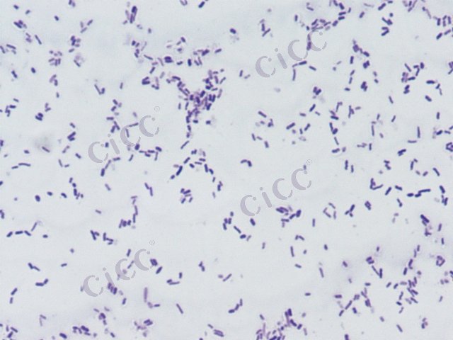 Cronobacter muytjensii