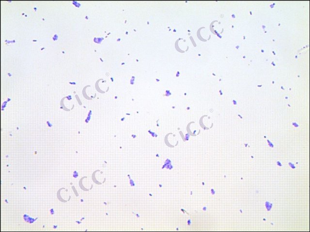 Enterobacter sp