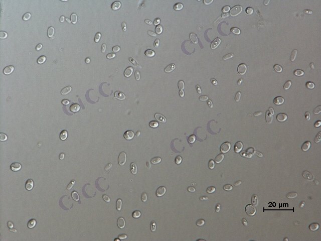 Candida tropicalis