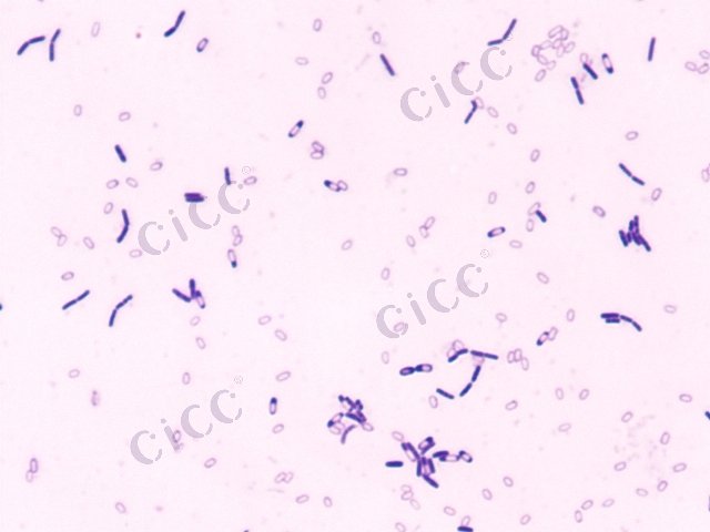 Bacillus velezensis