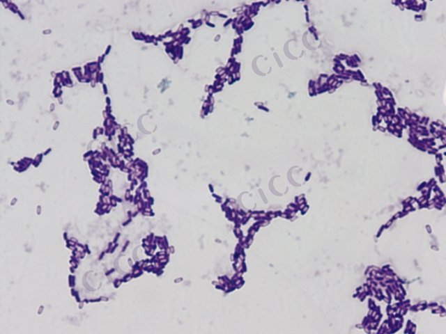 萎缩芽胞杆菌 Bacillus atrophaeus CICC 10316 Bacillus atrophaeus