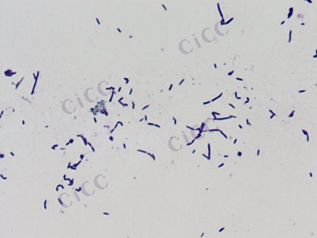 Planomicrobium huatugouensis