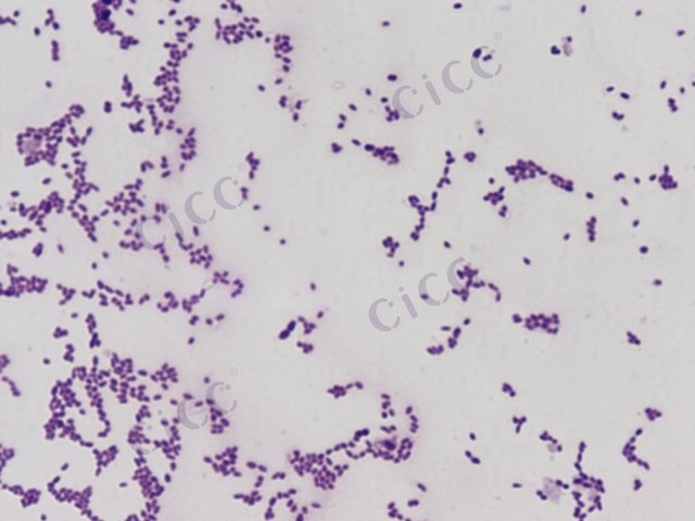 施氏假单胞菌 Pseudomonas stutzeri CICC 10428 Pseudomonas stutzeri