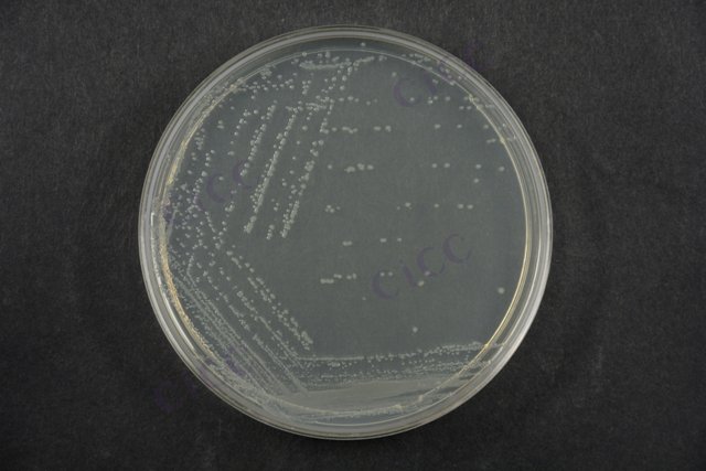 肠沙门氏菌肠亚种伤寒血清型 Salmonella enterica subsp enterica serovar Typhi CICC 10871 Salmonella enterica subsp enterica serovar Typhi