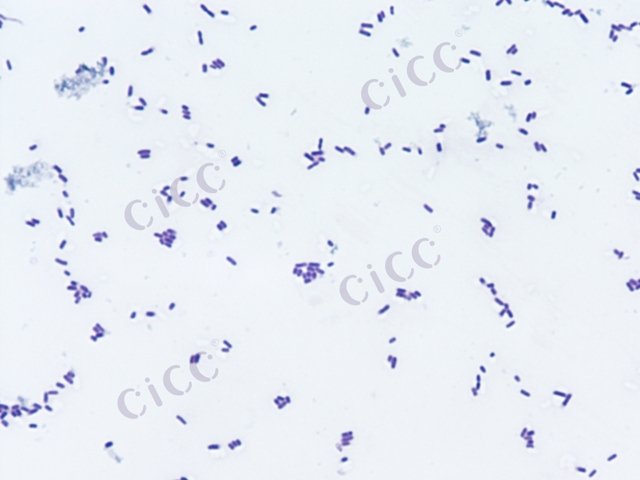 Enterobacter sp