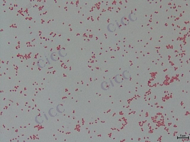 副溶血弧菌 Vibrio parahaemolyticus CICC 10552 Vibrio parahaemolyticus