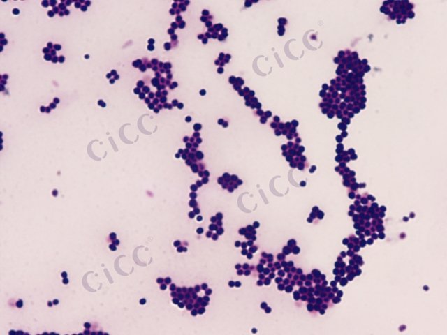 Staphylococcus cohnii