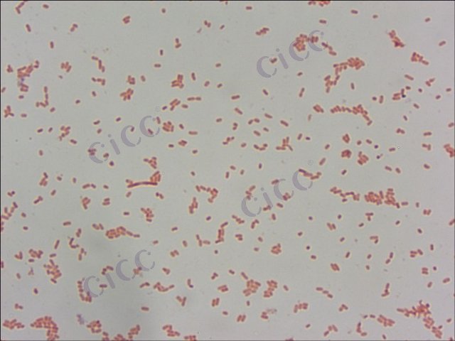 肺炎克雷伯氏菌 Klebsiella pneumoniae CICC 21519 Klebsiella pneumoniae