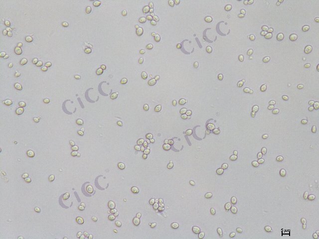 Metschnikowia pulcherrima