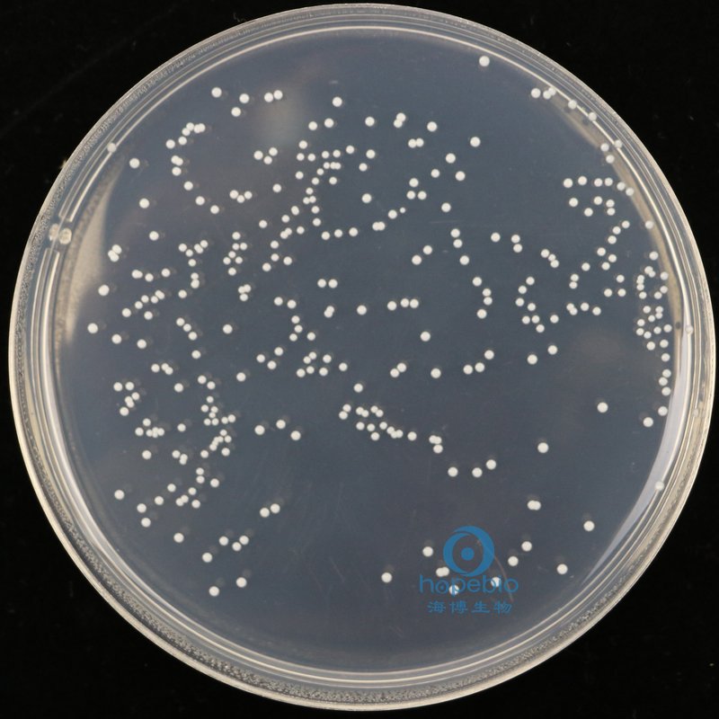 金黄色葡萄球菌  白色菌落
