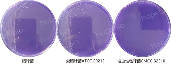 6.5%NaCl葡萄糖琼脂微生物质控结果