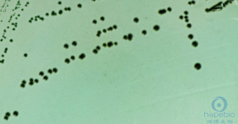 甲型副伤寒沙门氏菌CMCC50093  菌落呈灰绿色，无金属光泽