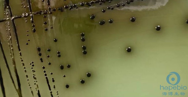 亚利桑那沙门氏菌CMCC47001  菌落呈亮黑色，有金属光泽