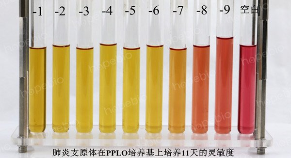 PPLO肉汤培养基培养肺炎支原体11天的灵敏度