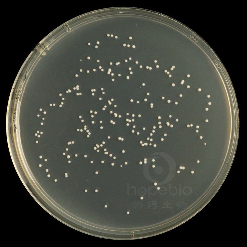 酿酒酵母菌  奶油色菌落