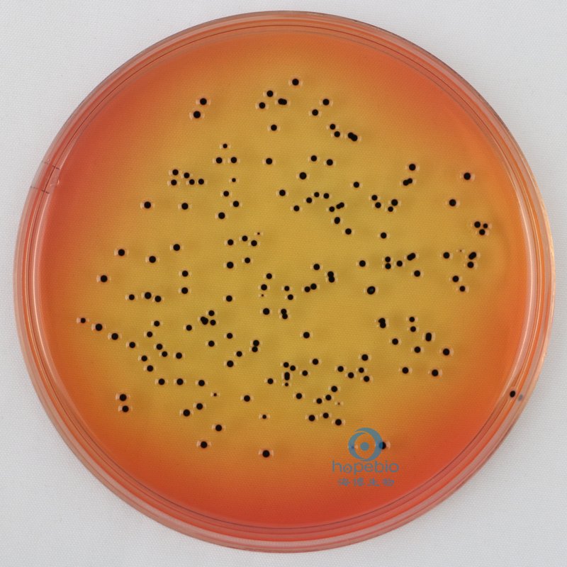 肠炎沙门氏菌  黑色中心菌落