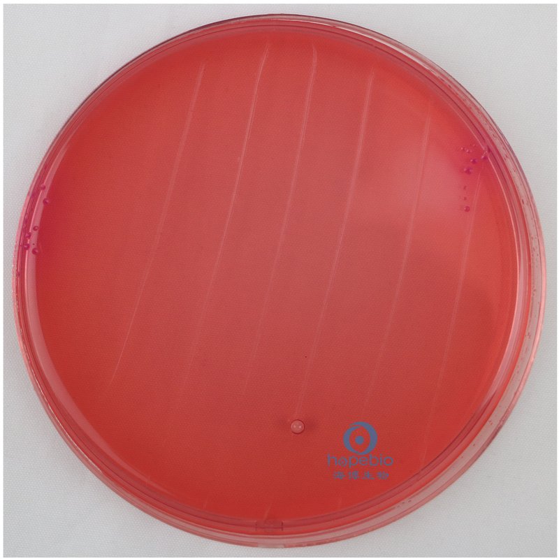 大肠埃希氏菌  桃红色菌落