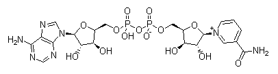 水中β-烟酰胺腺嘌呤二核苷酸溶液，1000μg/mL Nadide Solution in Water, 1000μg/mL
