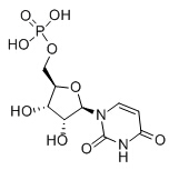 尿苷酸 Uridine 5'-monophosphate
