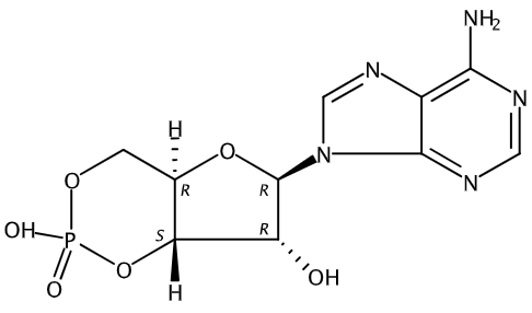 腺苷-3',5'-环单磷酸 Adenosine 3’,5’-cyclic monophosphate