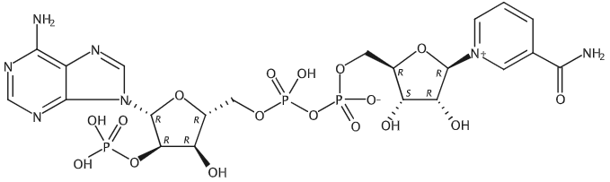 水中烟酰胺腺嘌呤二核苷酸磷酸溶液，100μg/mL Nicotinamide adenine dinucleotide phosphate Solution in Water, 100μg/mL