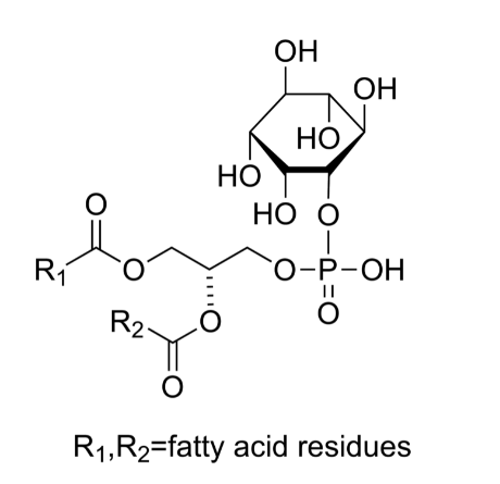 L-α-磷脂酰肌醇 L-α-Phosphatidylinositol