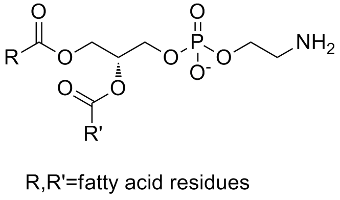 磷脂酰乙醇胺 Phosphatidylethanolamine
