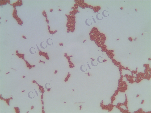 鼠李糖乳酪杆菌 Lacticaseibacillus rhamnosus CICC 6003 培养物