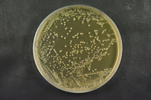鼠李糖乳酪杆菌 Lacticaseibacillus rhamnosus CICC 6001 培养物